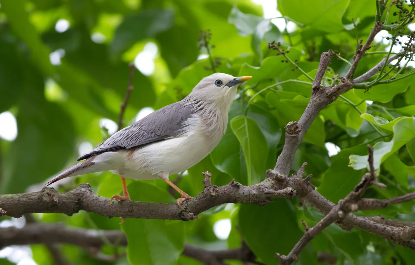 Photo wallpaper leaves, trees, branches, grey, bird