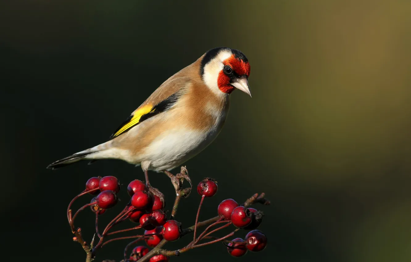 Photo wallpaper berries, bird, color, feathers, beak, goldfinch