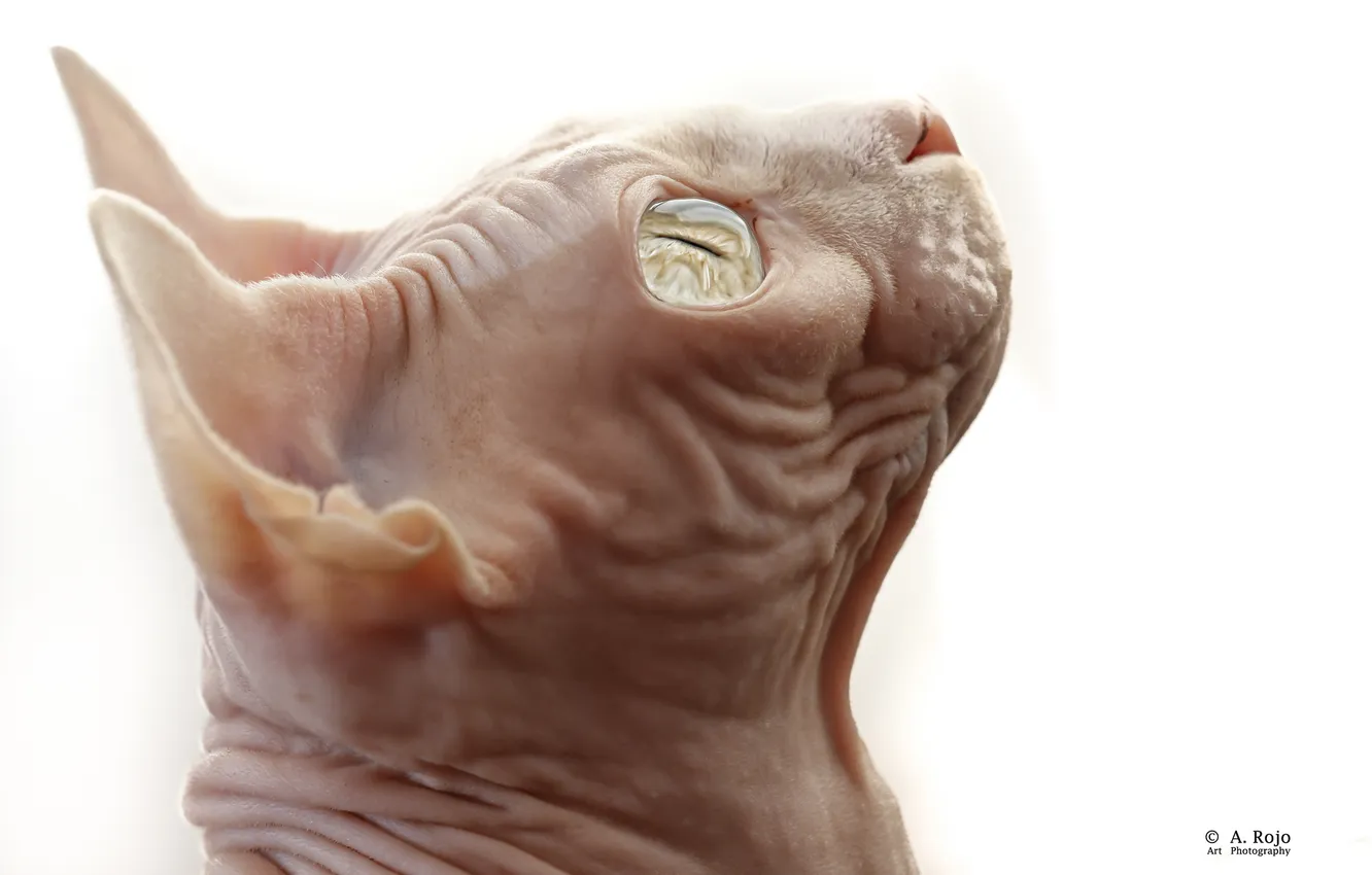 Photo wallpaper face, head, Sphinx