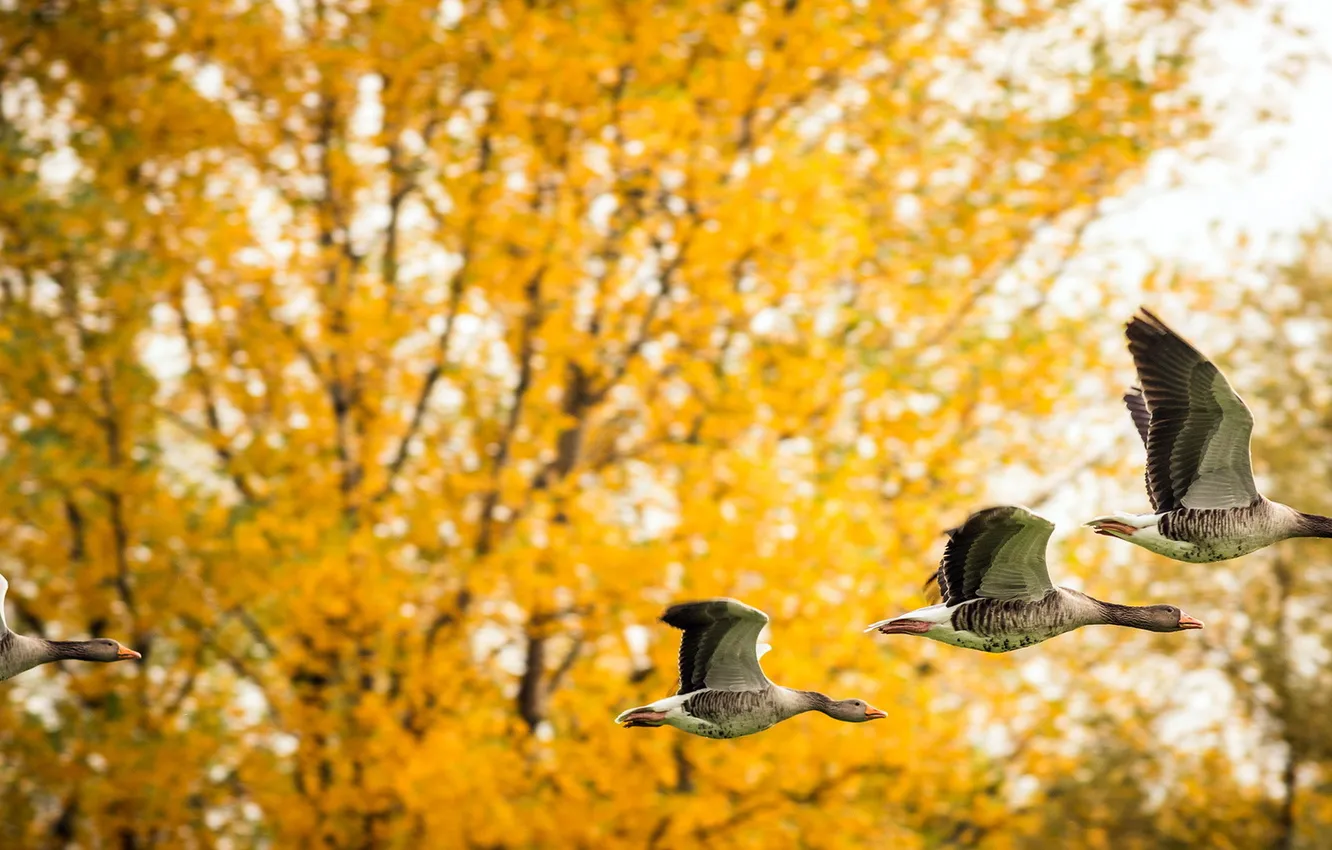 Photo wallpaper autumn, nature, duck