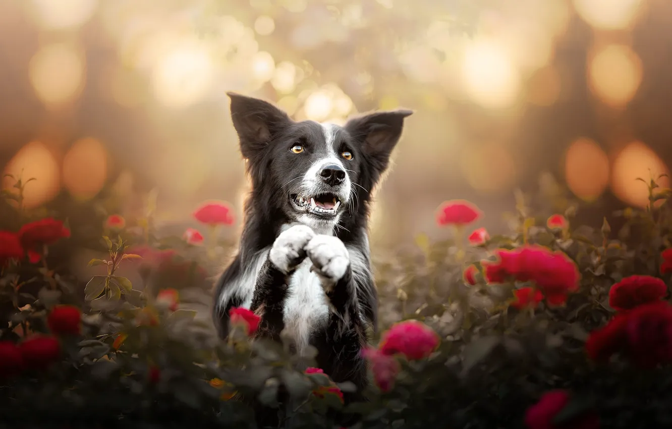 Photo wallpaper face, flowers, roses, dog, paws, bokeh, The border collie