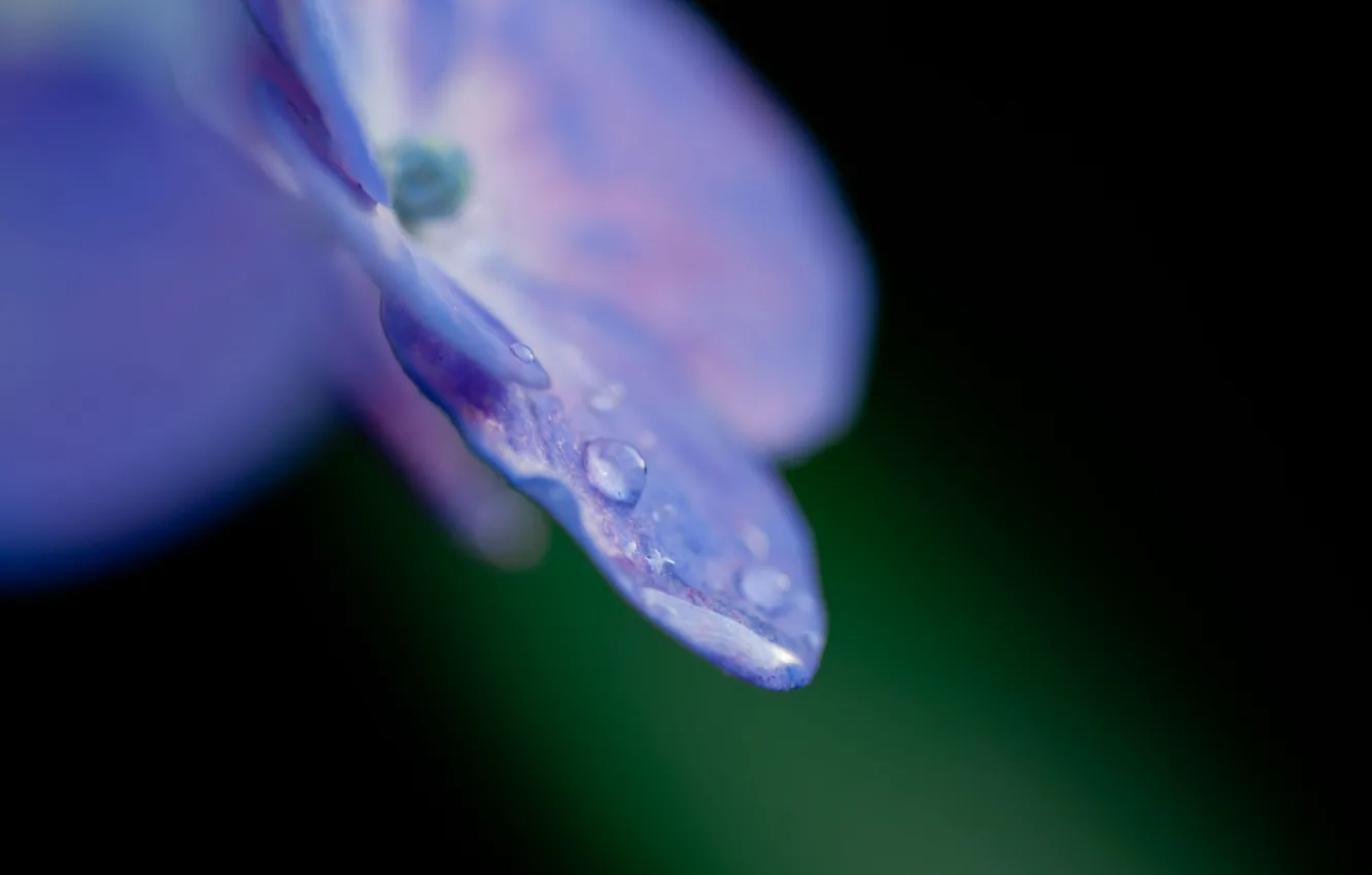 Photo wallpaper flower, purple, water, drops, macro, nature, Rosa, color