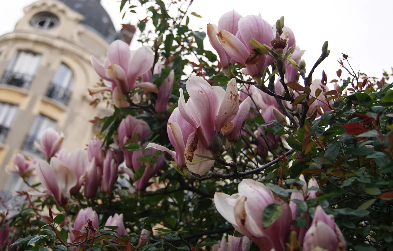 Photo wallpaper flowers, nature, the city, the building, Paris, morning