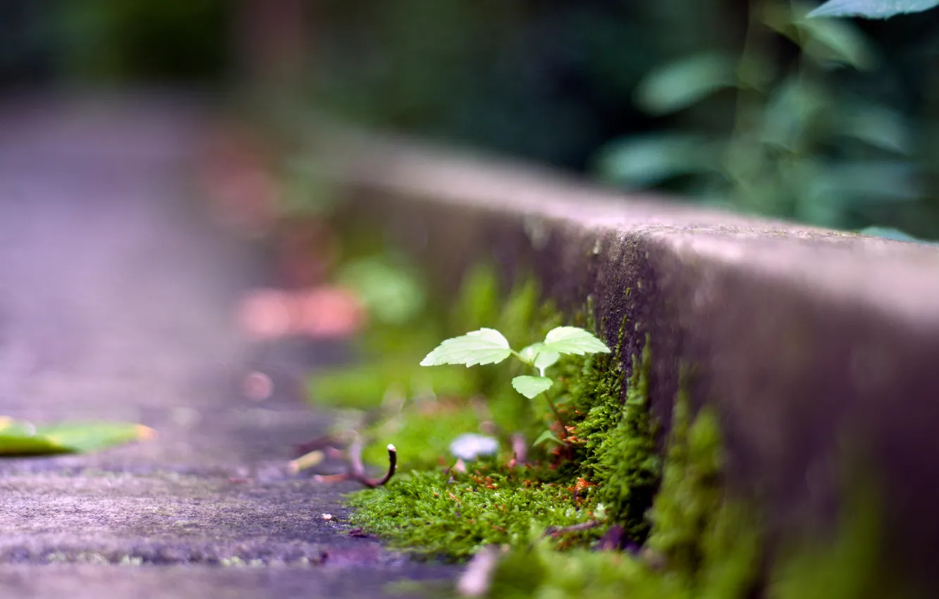 Photo wallpaper road, grass, macro, plant, Rostock, green, bokeh