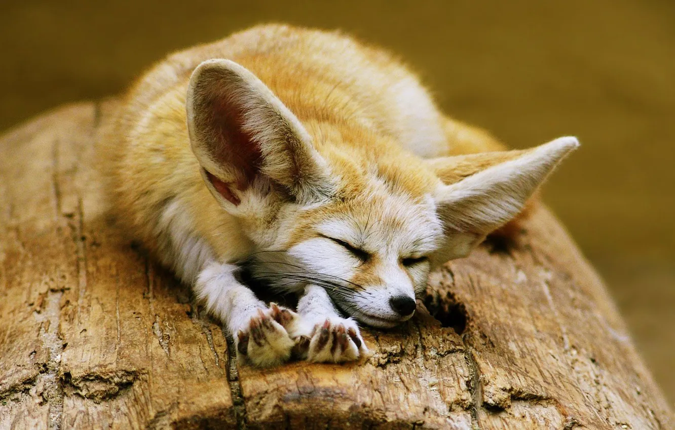 Photo wallpaper animal, wildlife, fennec fox