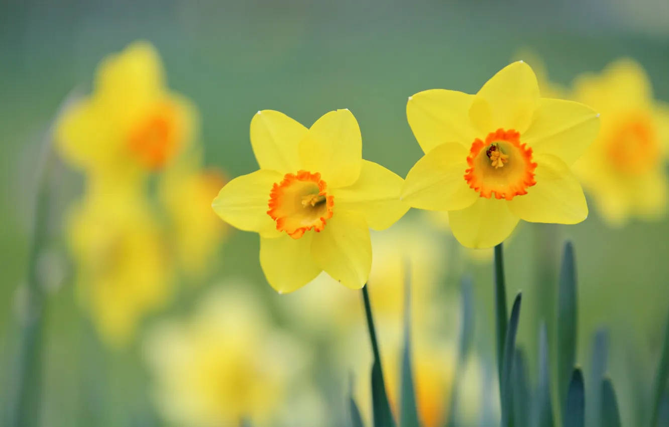 Photo wallpaper yellow, flowers, spring
