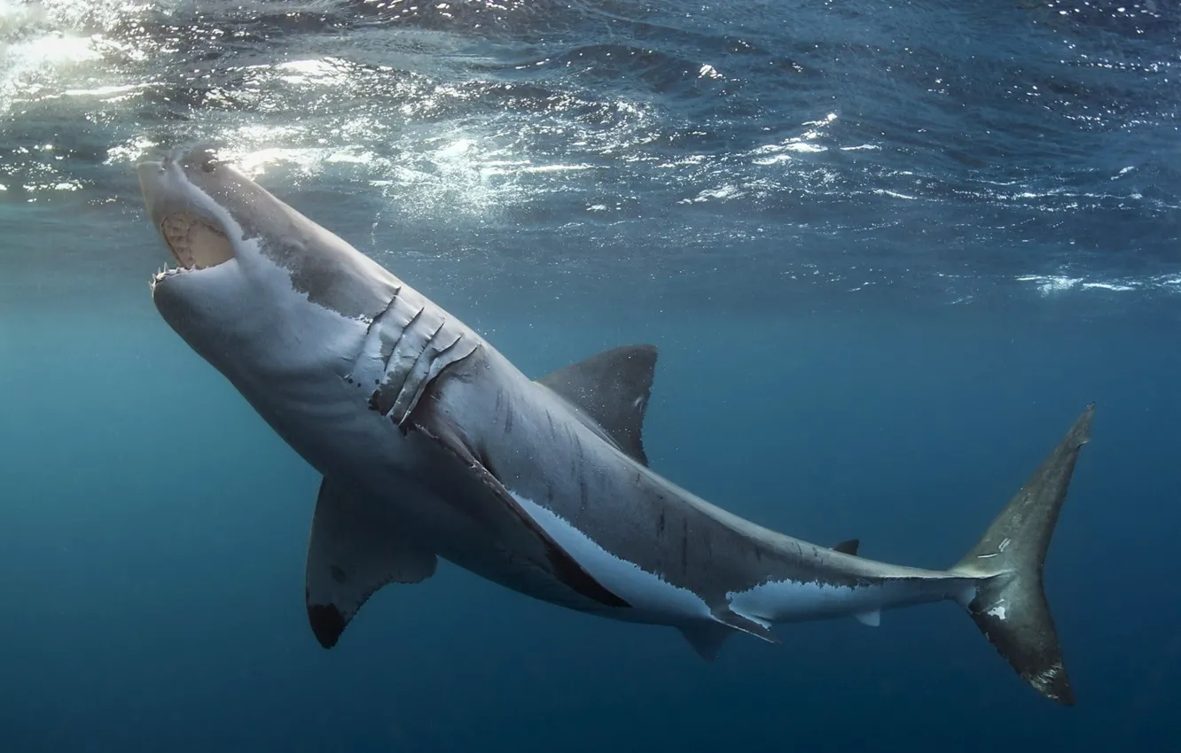 Photo wallpaper underwater, animals, sea, Great white shark, animal themes, animals in the wild