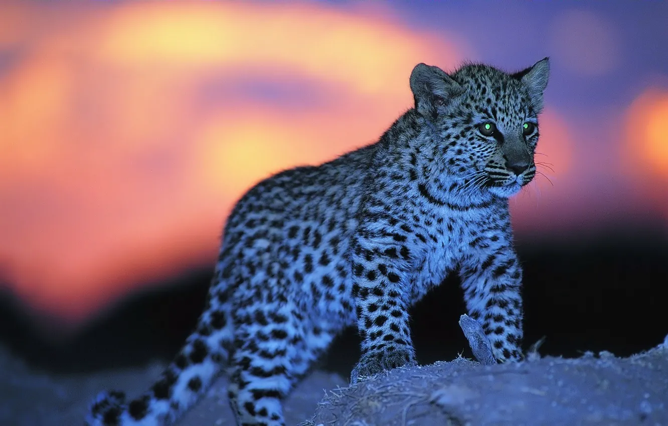 Photo wallpaper Leopard, color