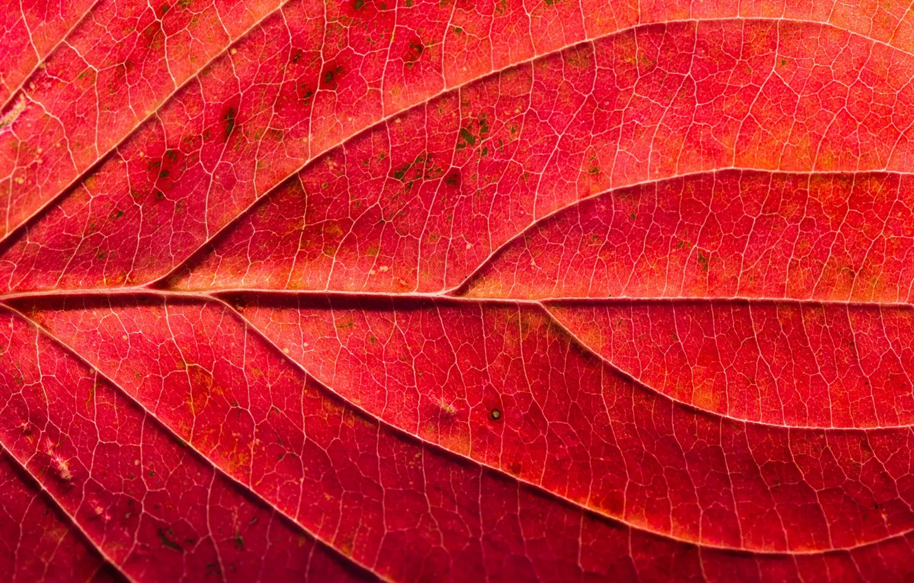 Photo wallpaper leaves, macro, texture