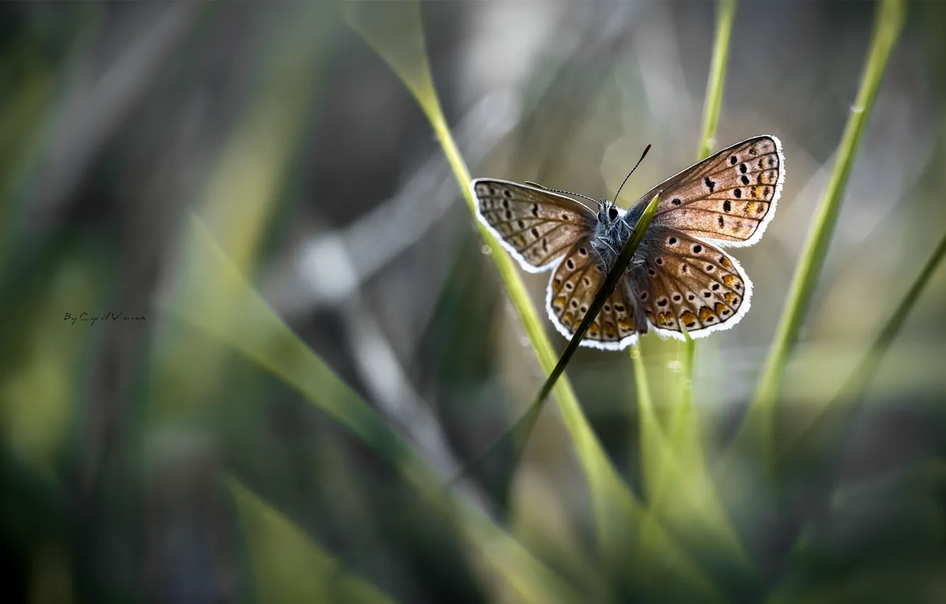 Photo wallpaper grass, the sun, macro, butterfly, wings, blur, a blade of grass