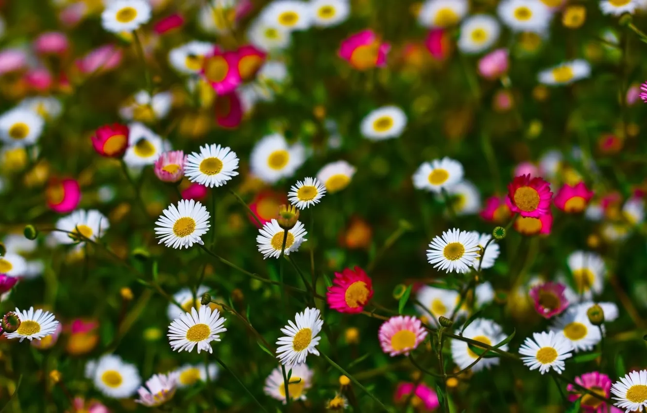 Photo wallpaper flowers, Daisy, small