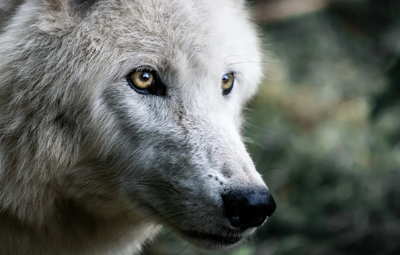 Photo wallpaper Predator, nature, snow, face, animal, wolf, canis lupus, wildlife