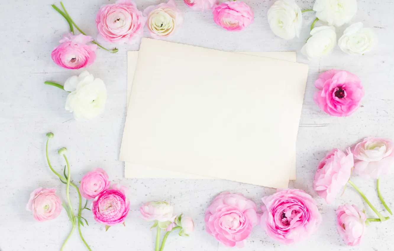 Photo wallpaper white, pink, pink flowers, flowers, beautiful, buttercups, ranunculus