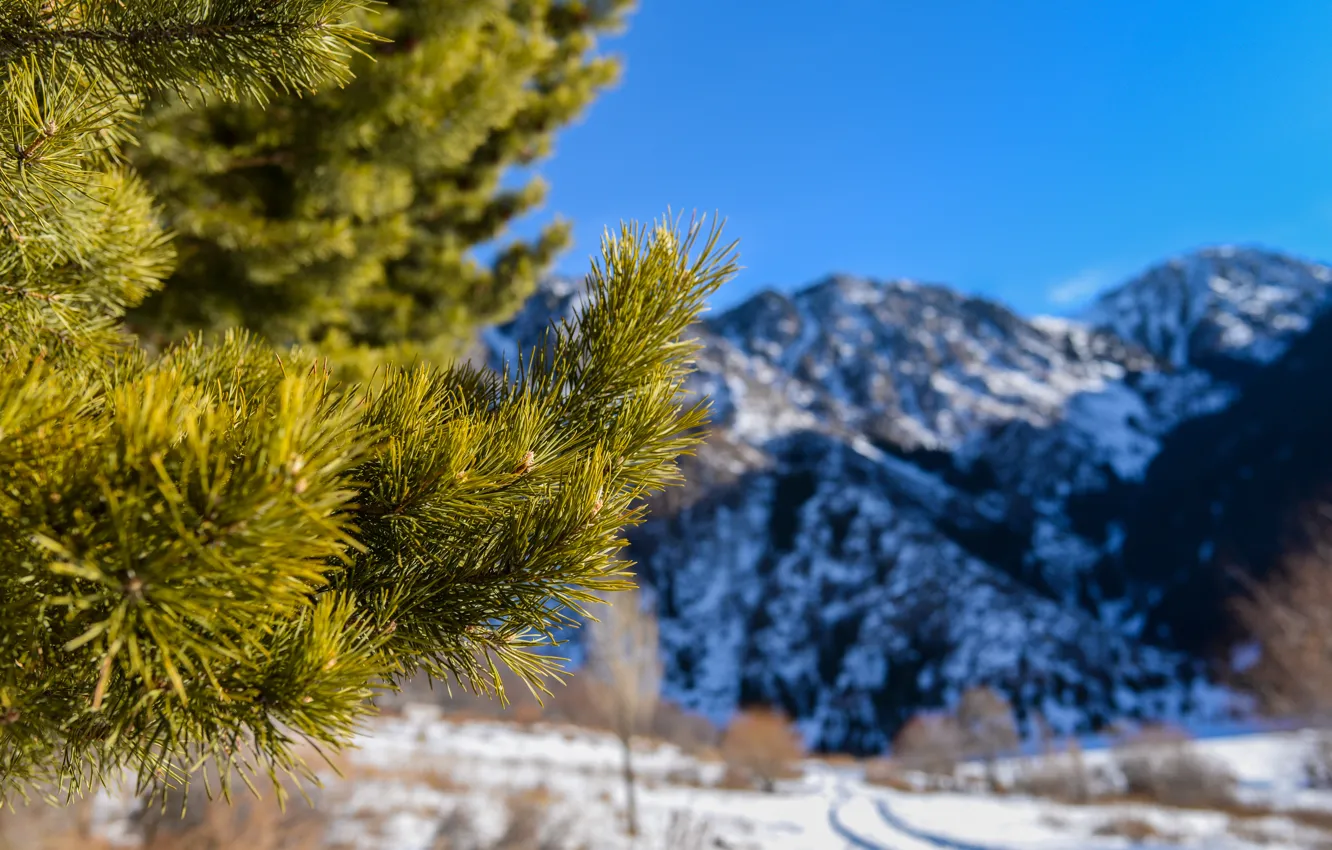 Photo wallpaper macro, snow, mountains, needles, nature, spruce, pine, twigs