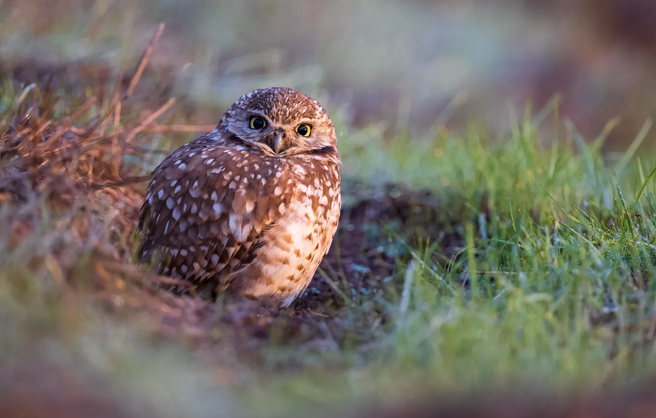 Photo wallpaper grass, owl, bird, glade, owl