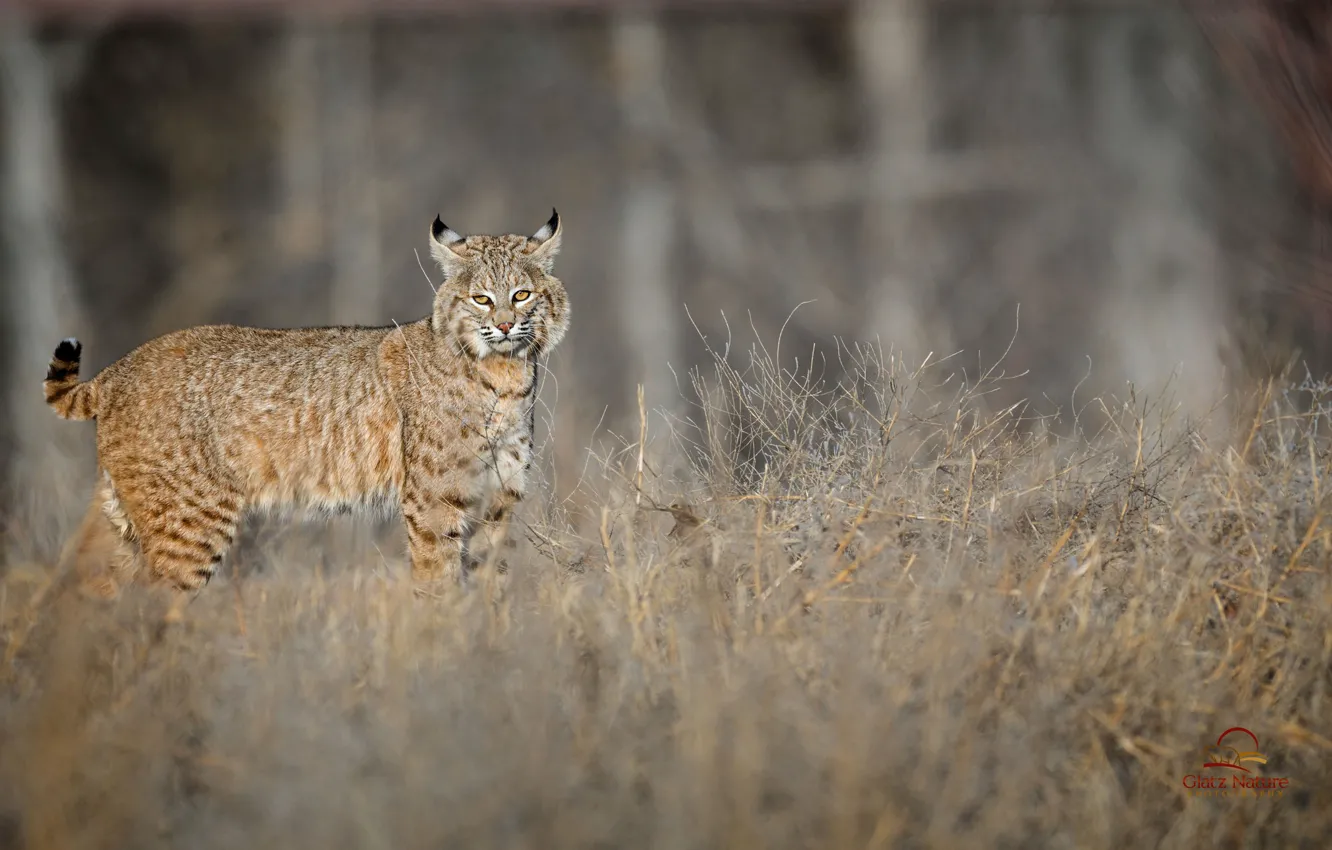 Photo wallpaper animal, wool, color, lynx, ears, brush