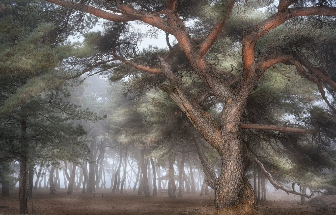 Photo wallpaper forest, fog, Park, pine
