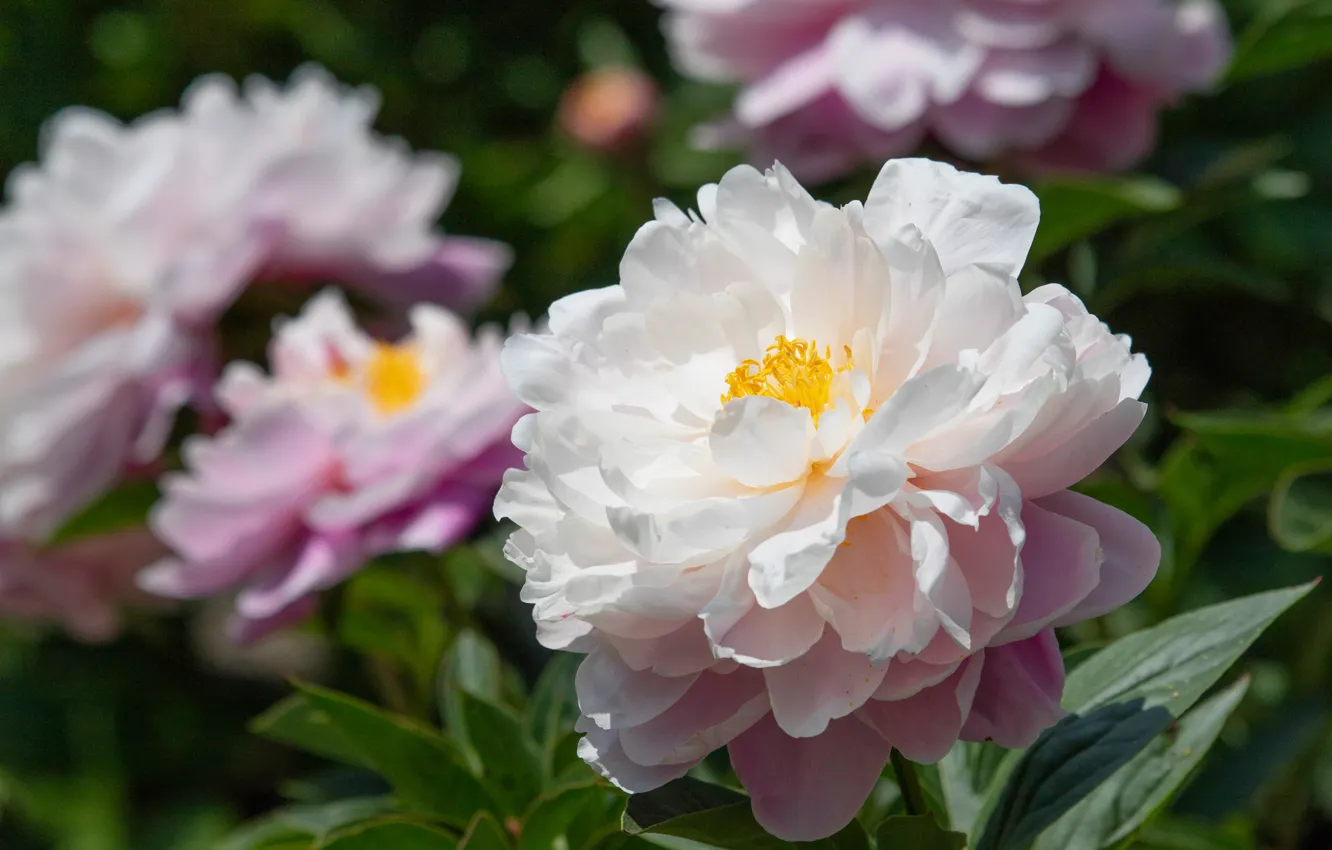 Photo wallpaper leaves, light, flowers, garden, white, peonies, lush