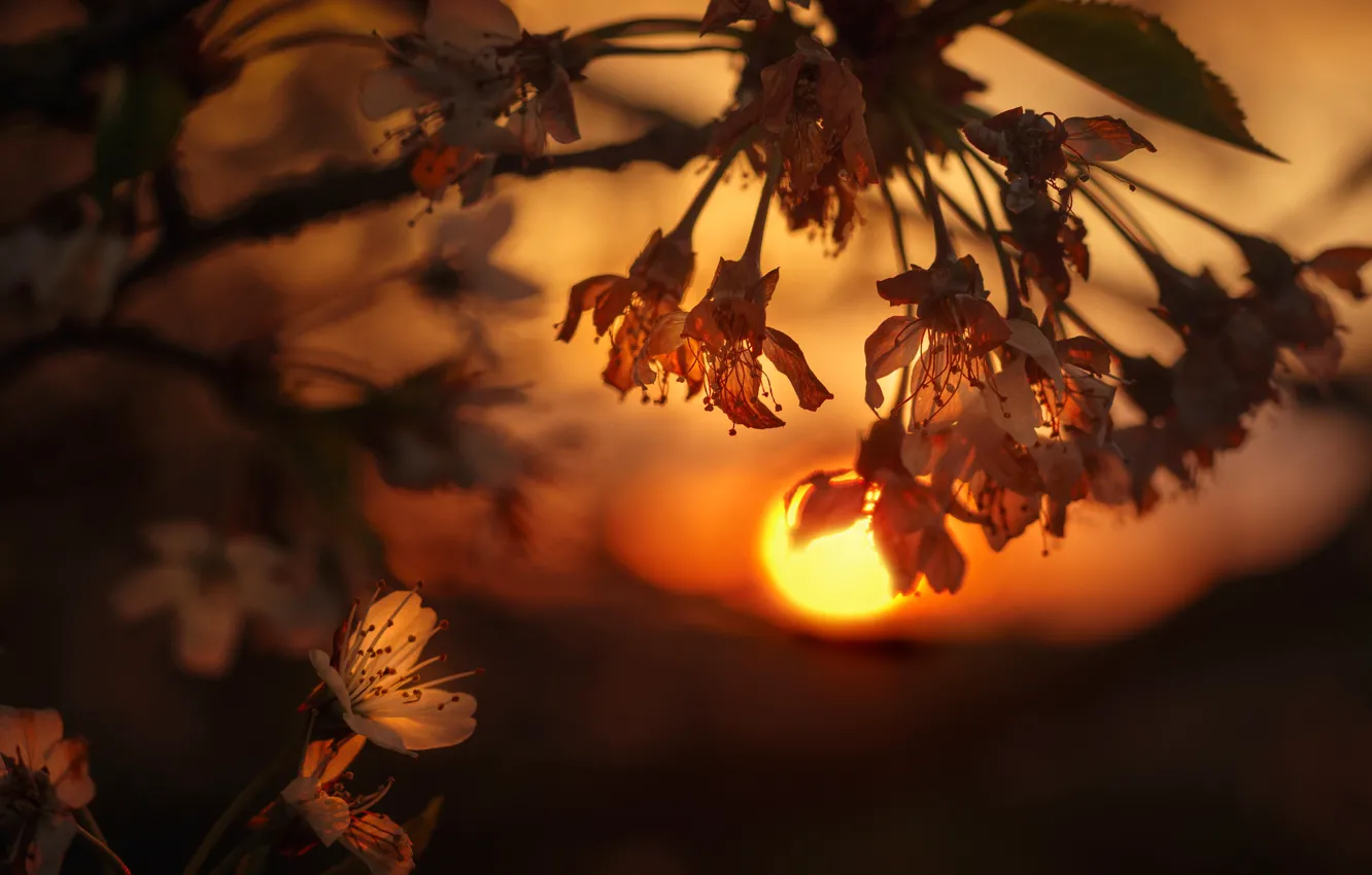 Photo wallpaper the sun, macro, light, sunset, flowers, branches, background, spring
