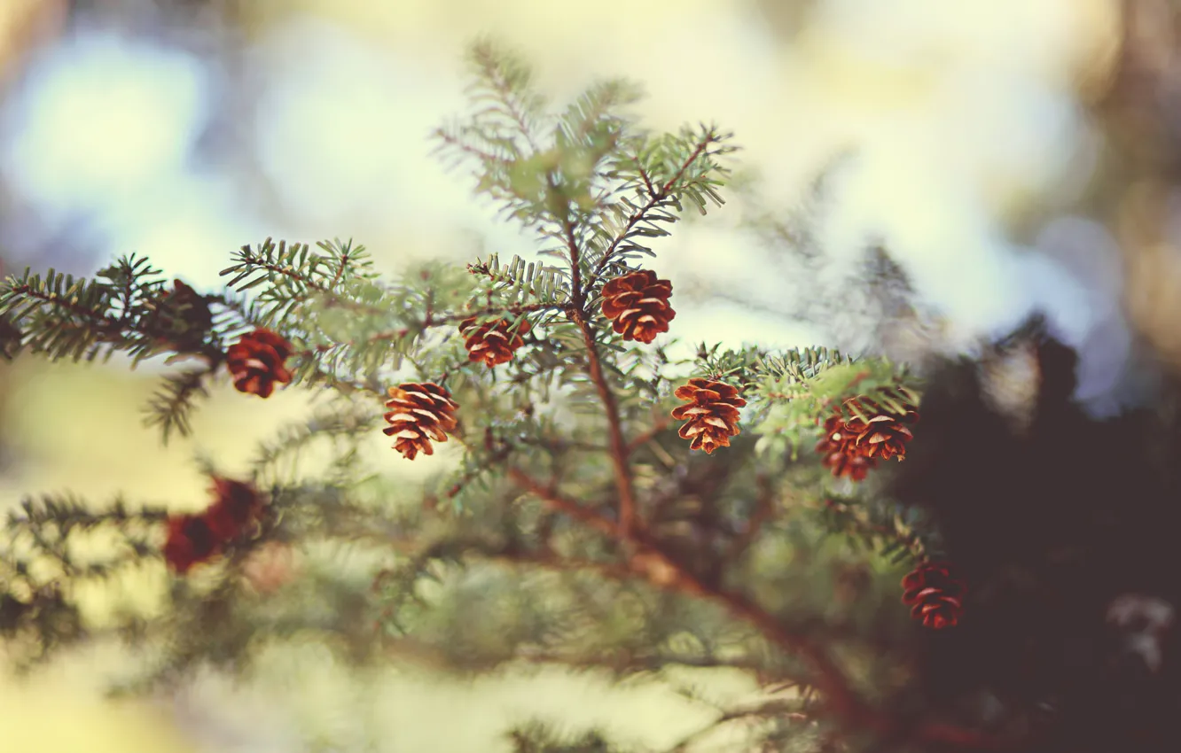 Photo wallpaper needles, nature, spruce, focus, branch, needles, bumps, bokeh