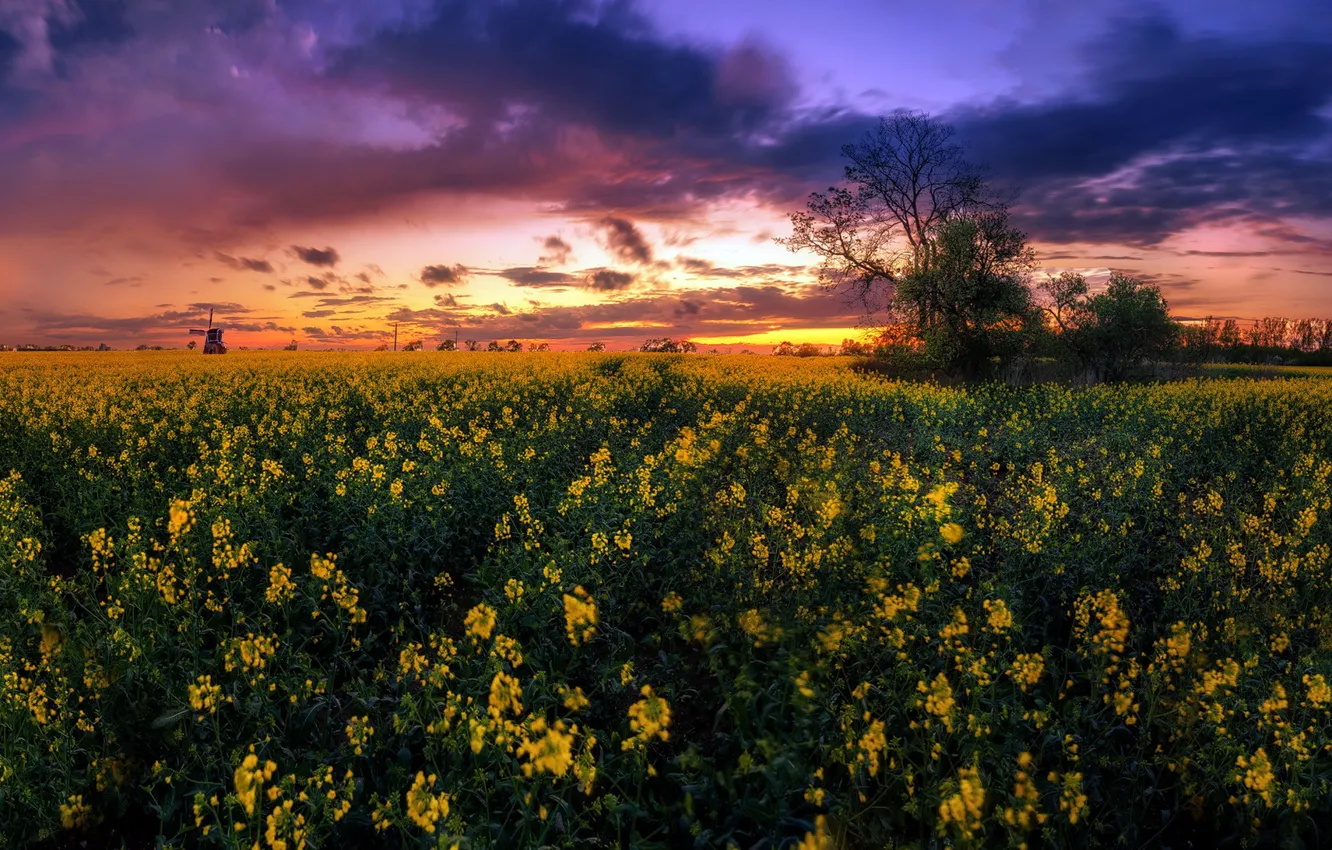 Photo wallpaper field, sunset, rape