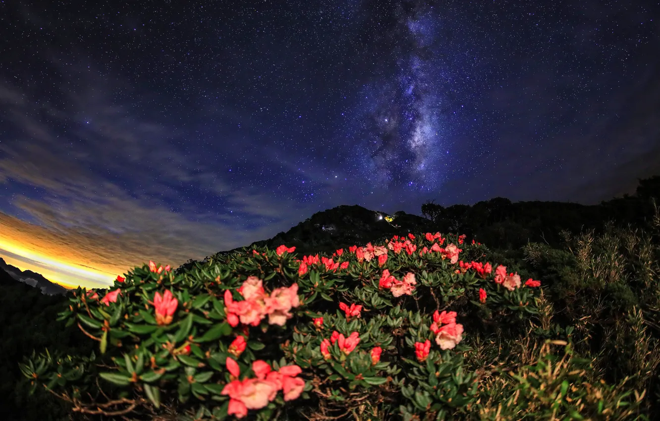 Photo wallpaper leaves, stars, flowers, mountains, night, nature, hill, The milky way