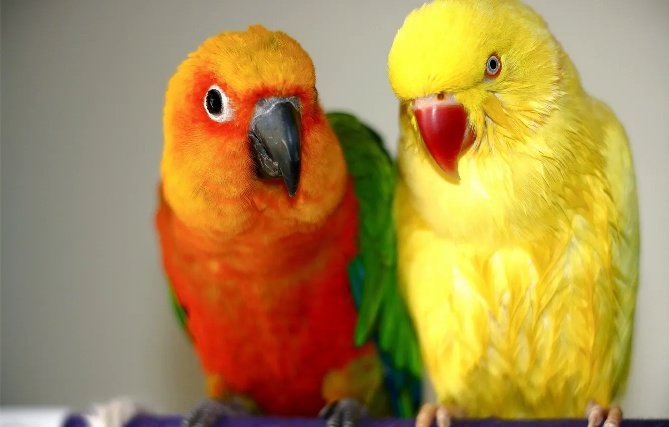 Photo wallpaper bird, parrot, a couple, India