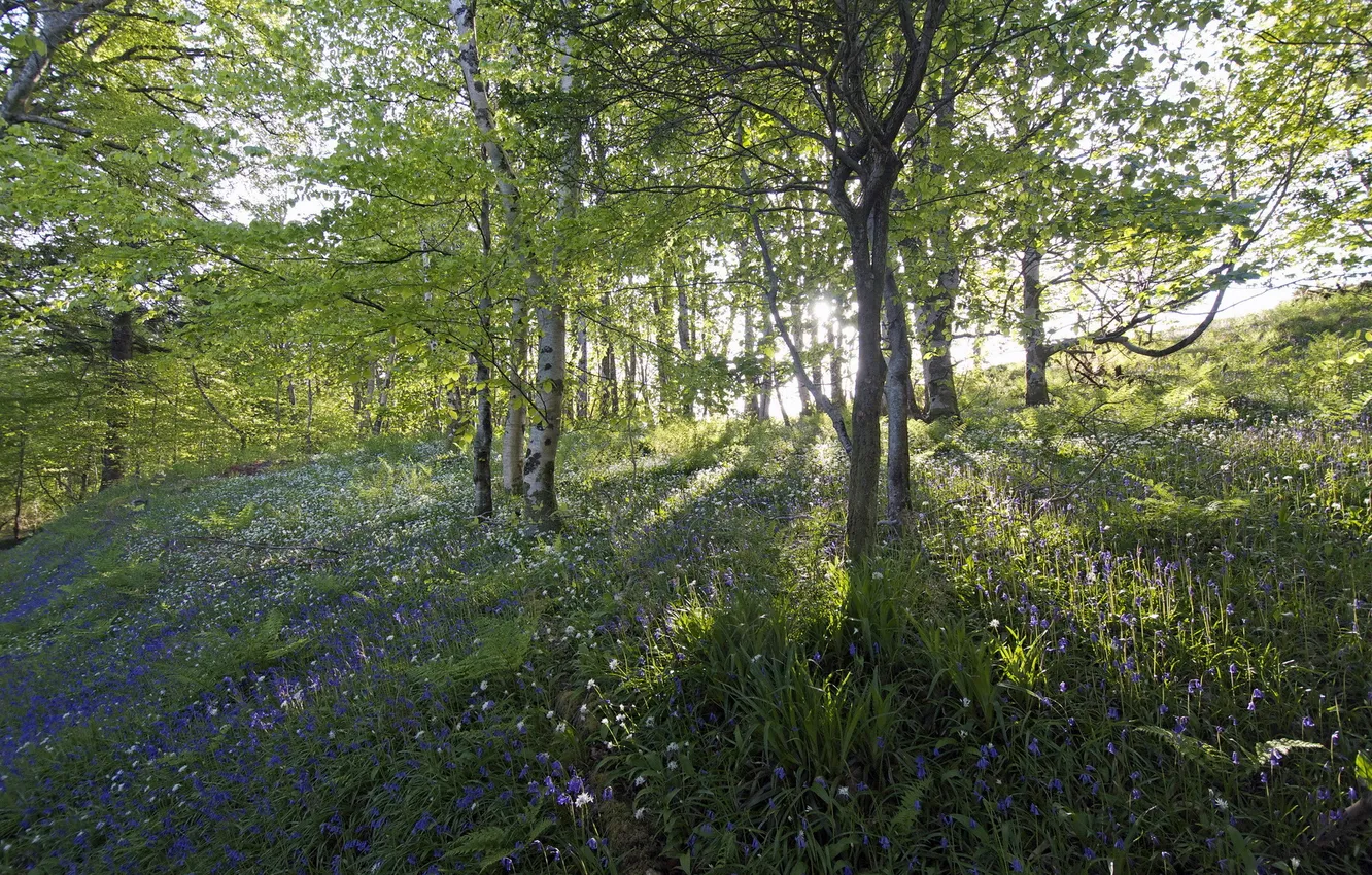 Photo wallpaper greens, summer, nature