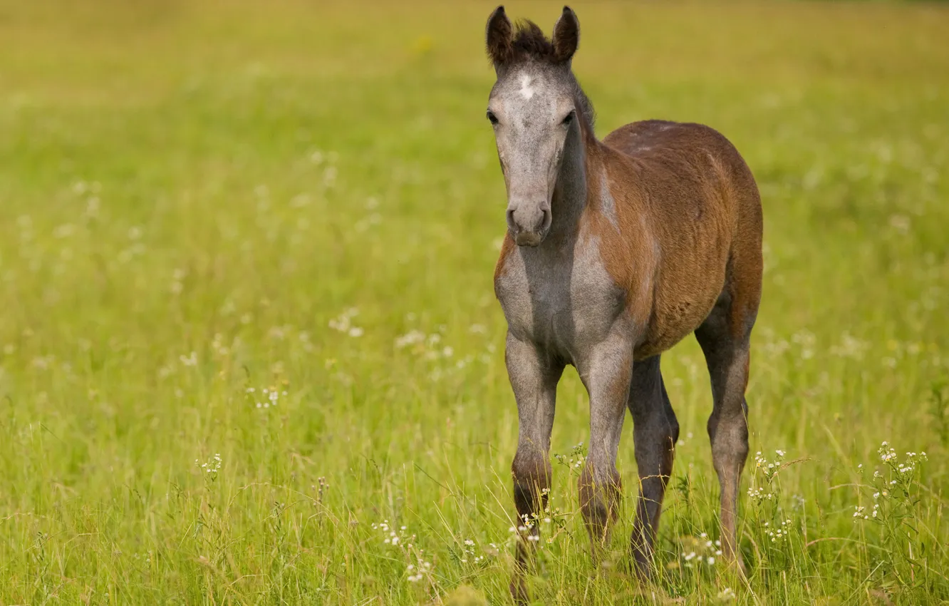 Photo wallpaper field, grass, horse, horse, foal