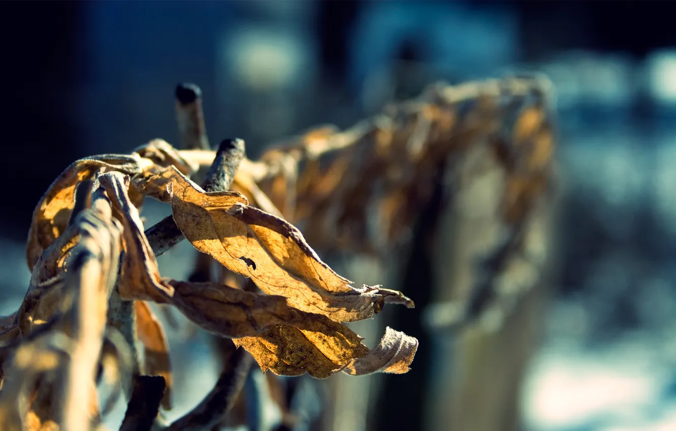 Photo wallpaper autumn, leaves, macro, nature, Dry