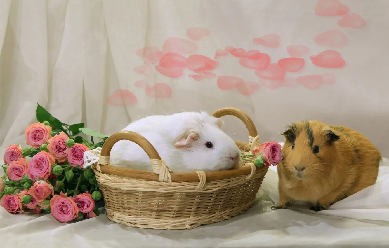 Photo wallpaper basket, roses, pair, Guinea pigs