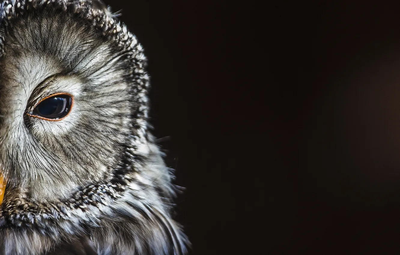 Photo wallpaper bird, animal, owl