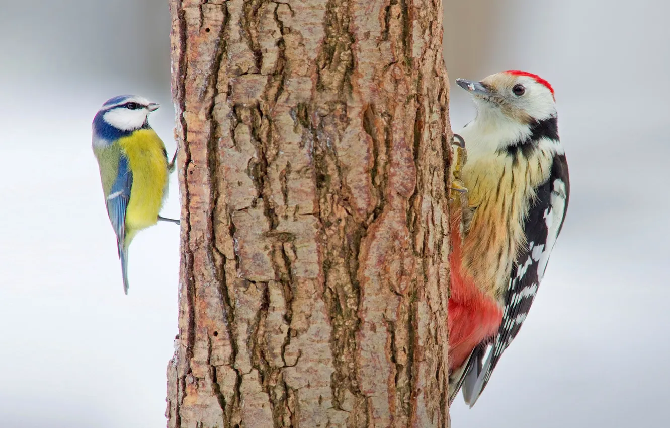 Photo wallpaper trees, bird, color, feathers, trunk, bark