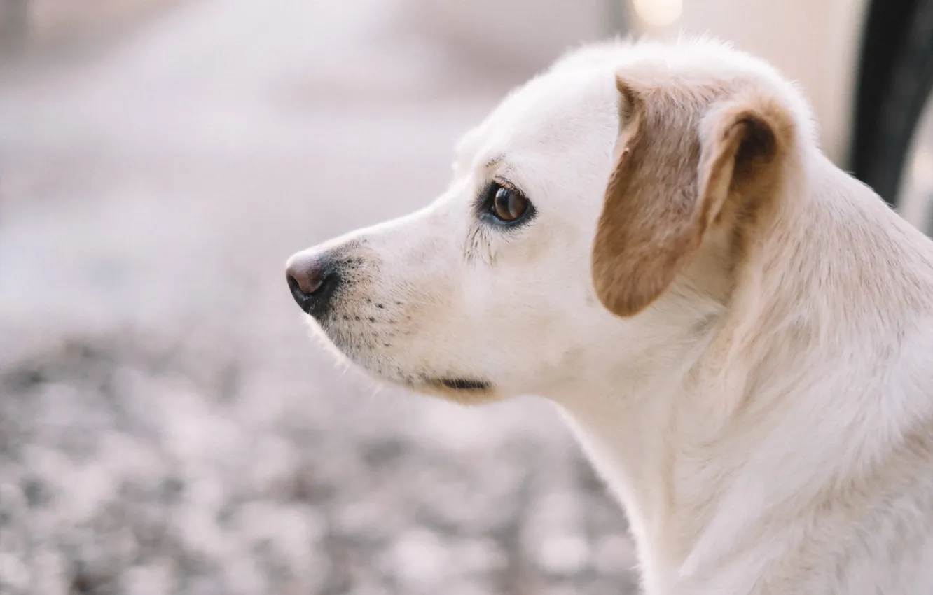 Photo wallpaper look, each, dog