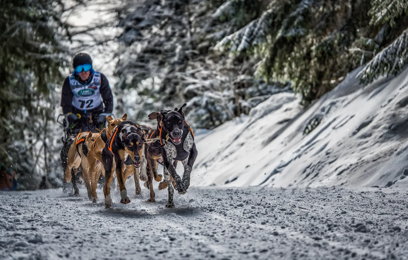 Photo wallpaper dogs, snow, race, sport