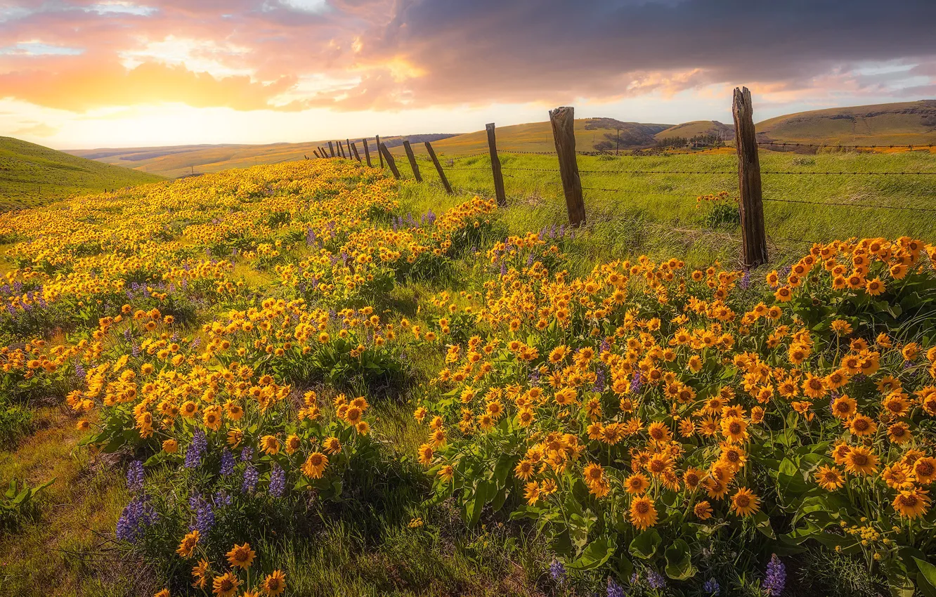 Photo wallpaper flowers, hills, the fence, meadow, Washington, Washington State, balsamorhiza, Columbia Hills State Park