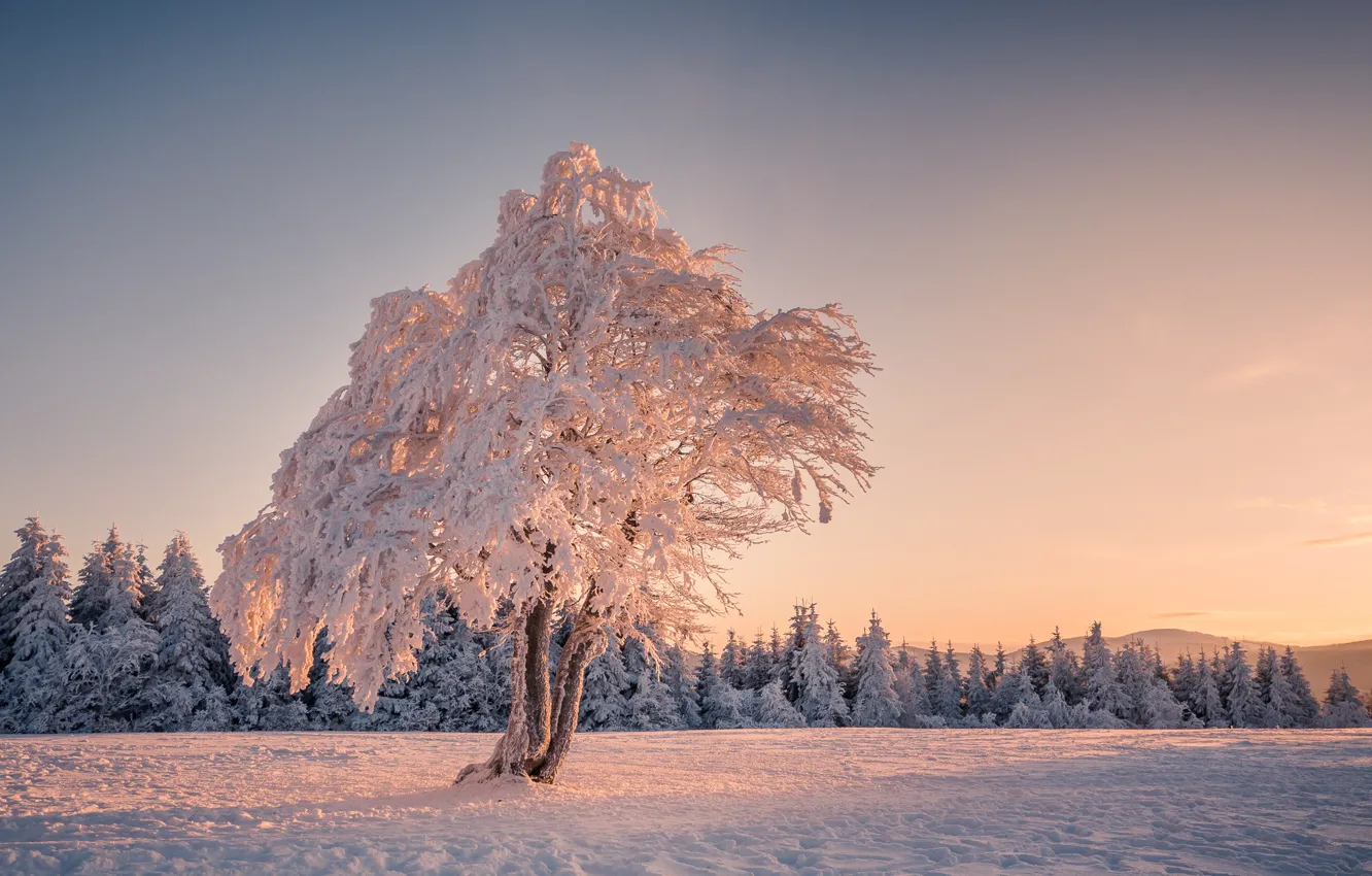 Photo wallpaper winter, snow, tree, tree, morning