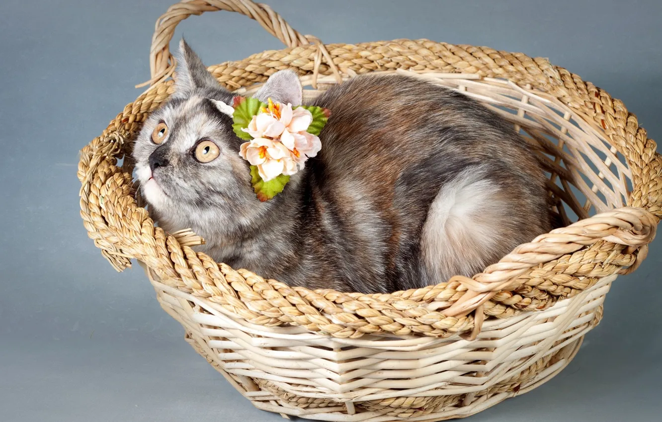 Photo wallpaper cat, look, basket