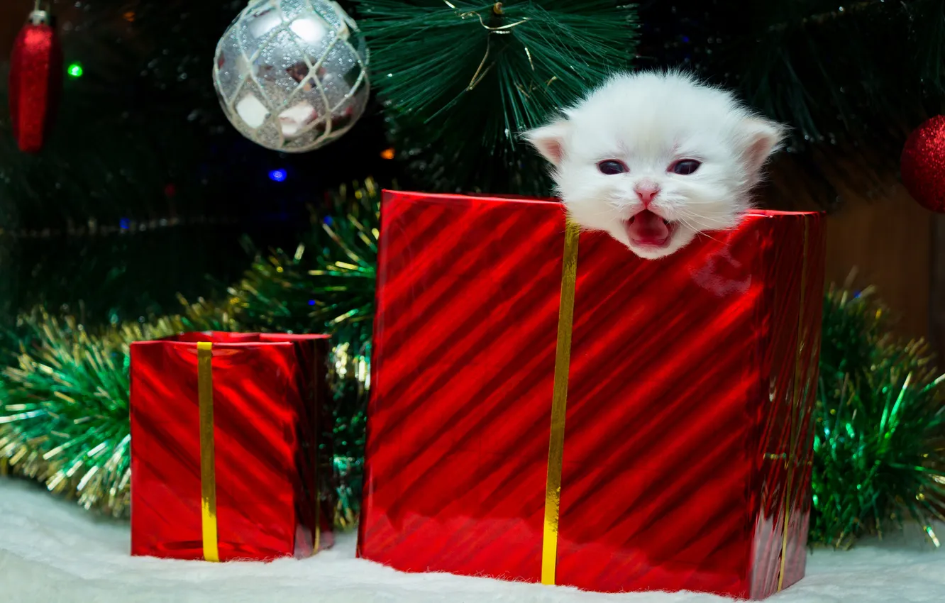 Photo wallpaper language, cat, white, look, balls, red, pose, box