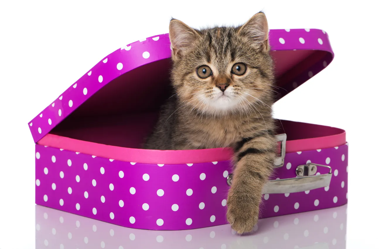 Photo wallpaper cat, look, suitcase, kitty