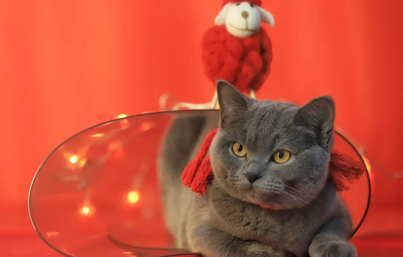 Photo wallpaper cat, cat, look, light, lights, pose, grey, toy