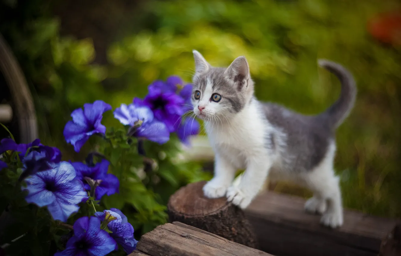 Photo wallpaper flowers, blur, baby, kitty, petunias