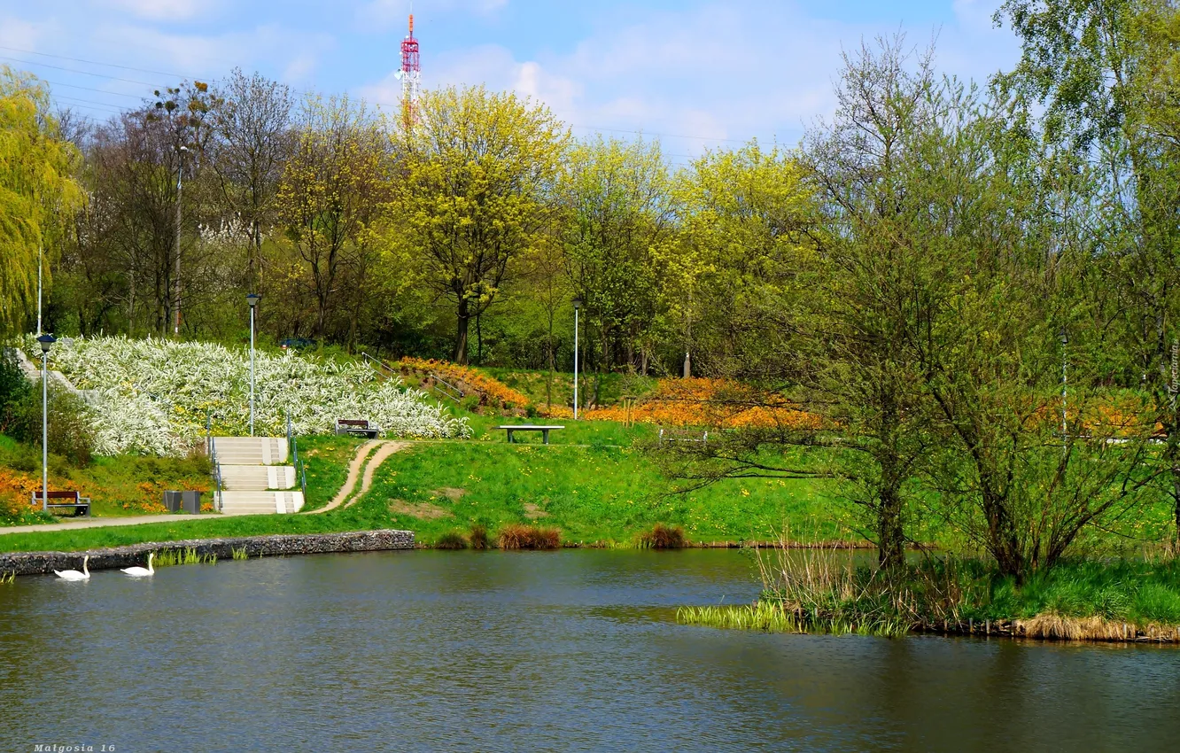 Photo wallpaper green, park, lake