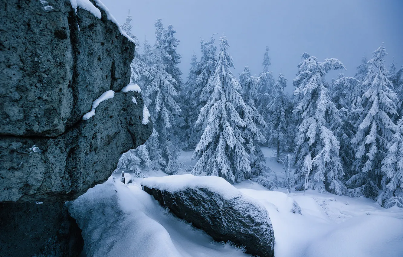 Photo wallpaper winter, forest, the sky, snow, stones, rocks, in the snow, ate