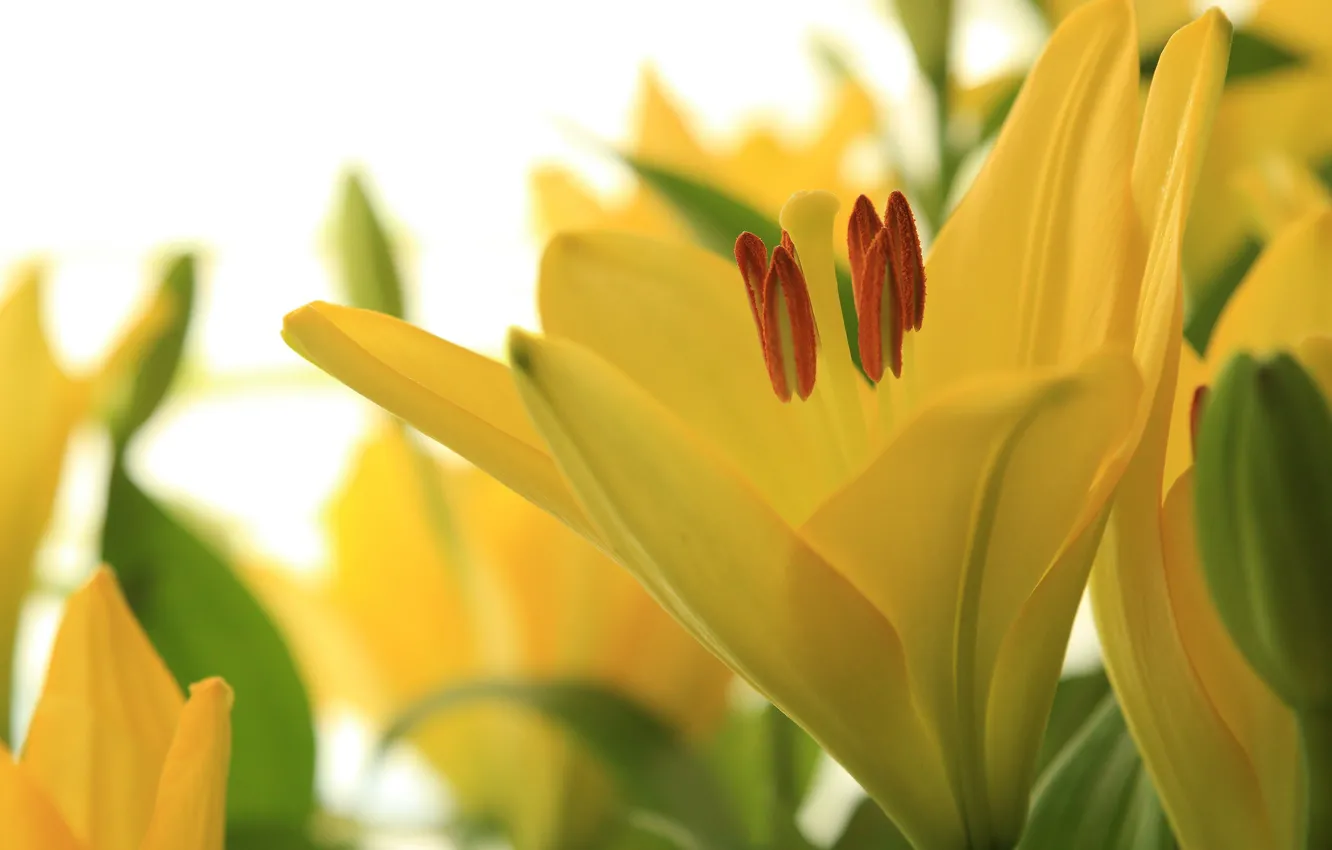 Photo wallpaper macro, yellow, Lily