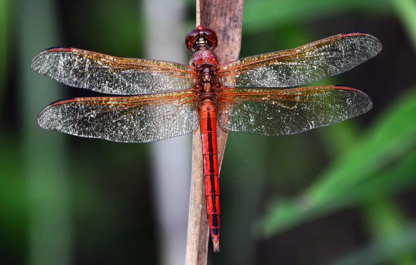 Photo wallpaper macro, lights, background, wings, dragonfly, transparent, stem