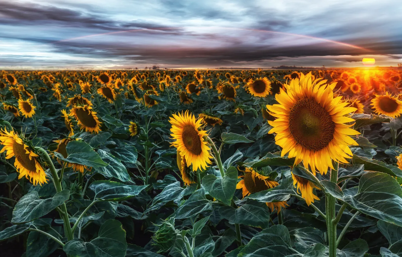 Photo wallpaper field, summer, the sky, leaves, the sun, clouds, sunflowers, landscape