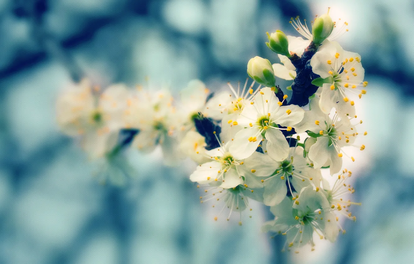 Photo wallpaper nature, tree, flowering