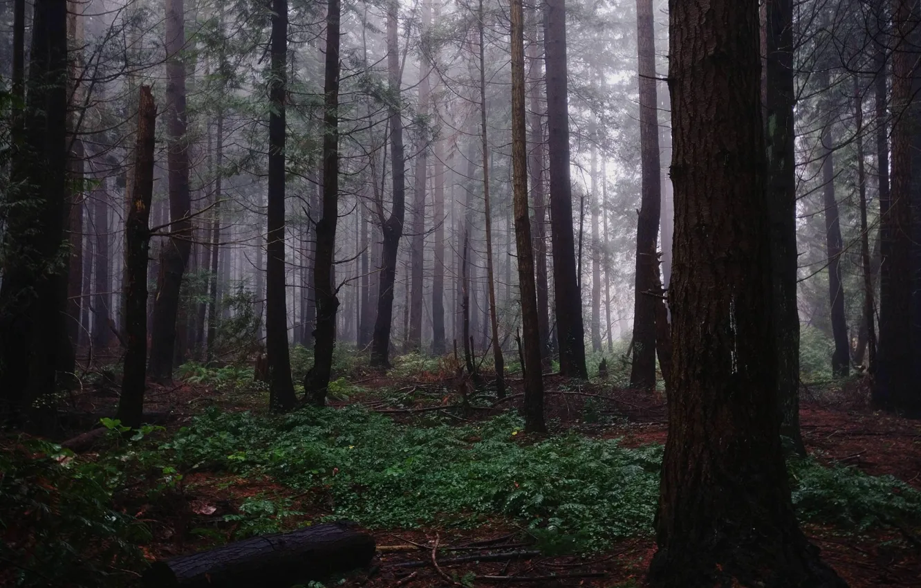 Photo wallpaper forest, trees, nature, fog