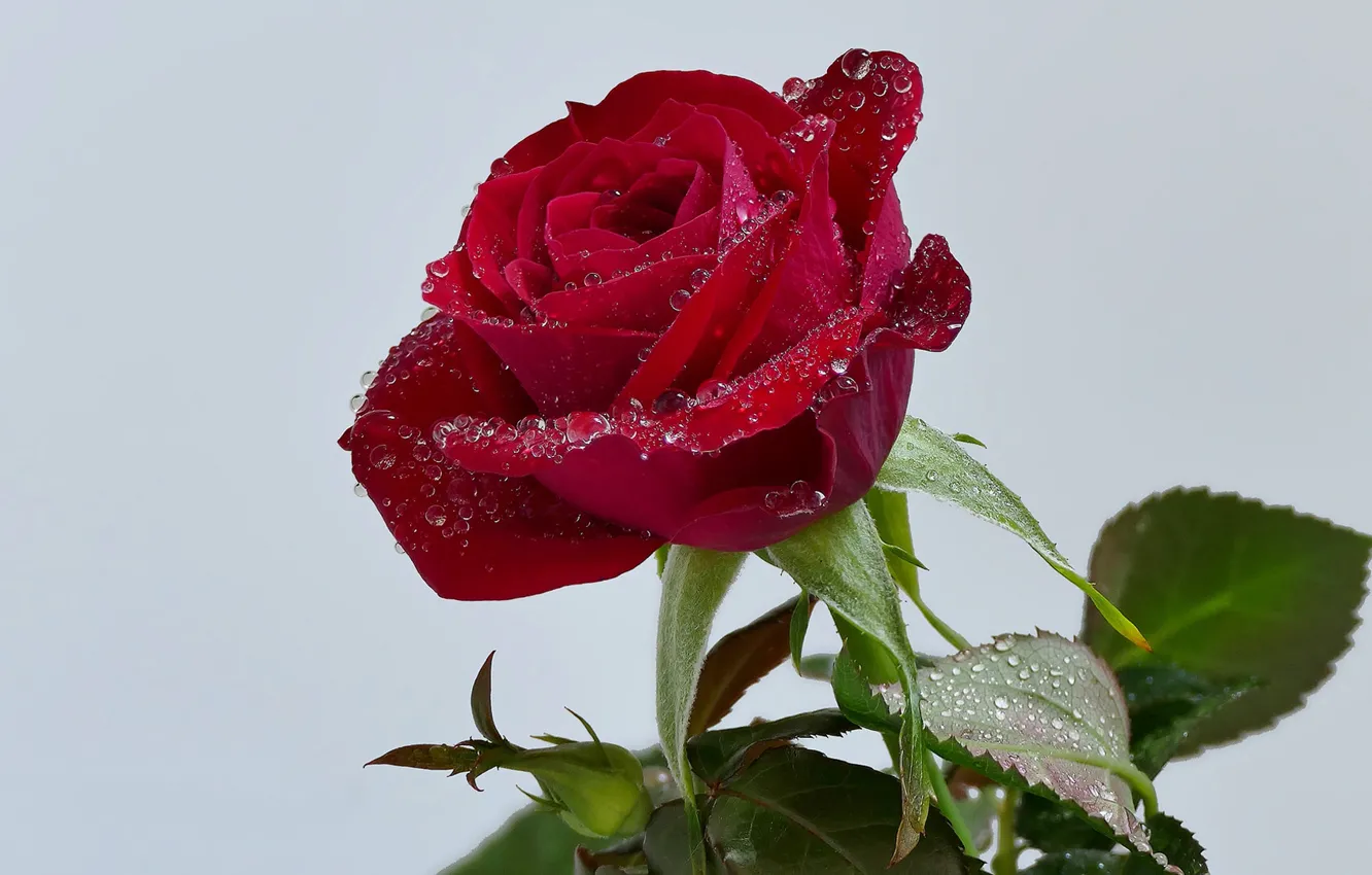 Photo wallpaper drops, background, rose, Bud